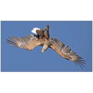2026 3rd David Marsh - White Tailed Eagle